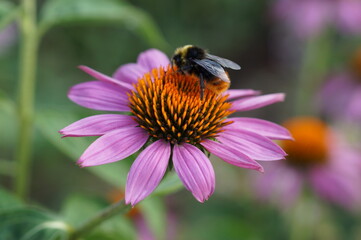 bee on a flower