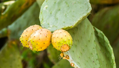 Lots of cacti growing up and down the wall.