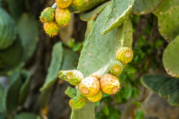 Lots of cacti growing up and down the wall.