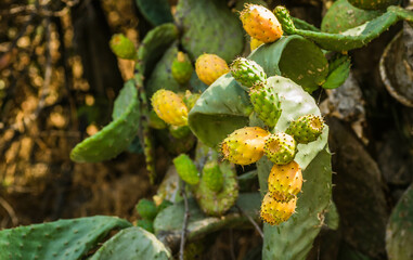 Lots of cacti growing up and down the wall.