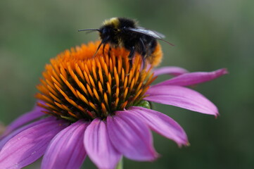 bee on a flower