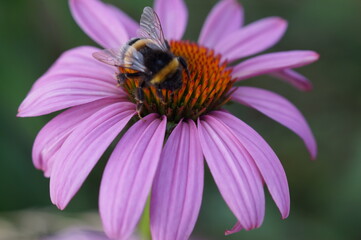 bee on flower