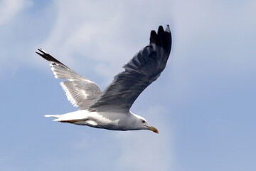 Flying white seagull on a blue sky.