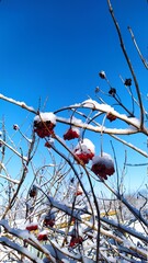 Snow on viburnum berries. Red viburnum in winter, Useful berry. - 453931700