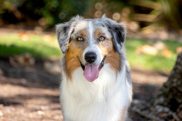 Close up of Austrialian Shepherd