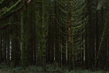 Scottish evergreen rainforest. Mighty pine and spruce trees, moss, plants, fern. Ardrishaig, Scotland, UK. Dark atmospheric landscape. Nature, travel destinations, hiking, ecotourism. Panoramic view