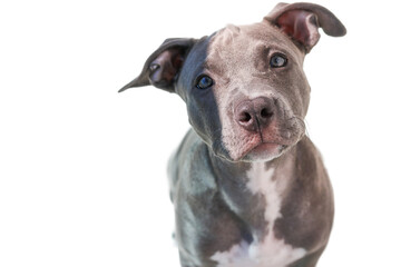 Close up of a puppy Pit Bull dog isolated on white background. Selective focus.