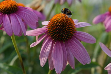 bee on a flower
