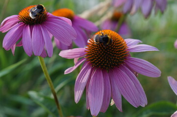 bee on a flower