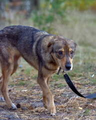 cute sad scared brown mongrel puppy