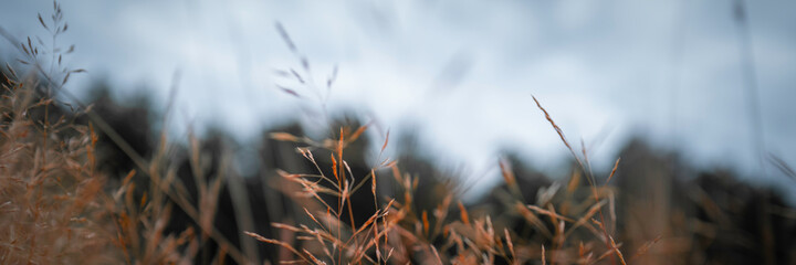 Dried grass waving in the wind. Fragile leaves and stems of thin wild plants on blurred forest background.