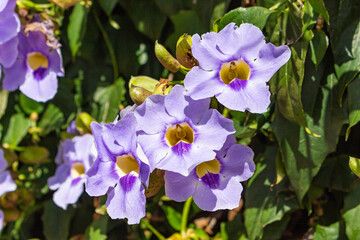 Purple Flowers from a Green Wall