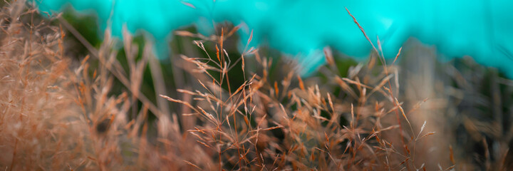 Dried wild grasses close-up on a turquoise-colored sky backdrop