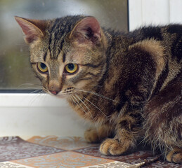 brown marbled young cat on the windowsill