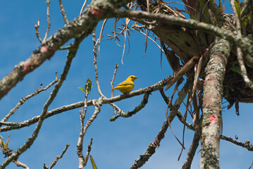 bird on a branch