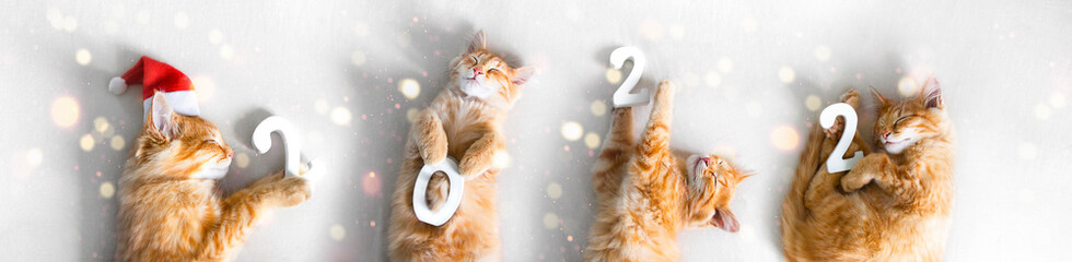 on a light white sheet, ginger kittens are sleeping in a hat of Santa Claus and holding white...