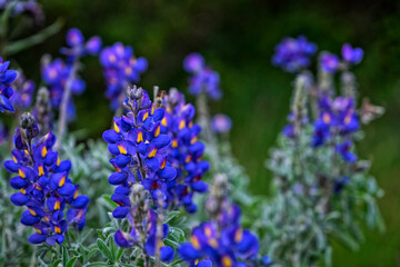 Andean flowers