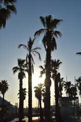 Palmeras al atardecer