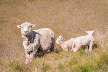 Naklejka na ściany i meble closeup of ewe with two newborn lambs on grassy slope