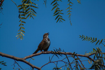 Gorrión cantor (Melozpiza melodia) - ave cantando - ave sobre un árbol - pájaro cantando - ave gris
