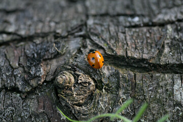 Ladybug sitting on a flower leaf warm spring day on a leaf insect beetle. Macro of seven spot ladybug Coccinella septempunctata .