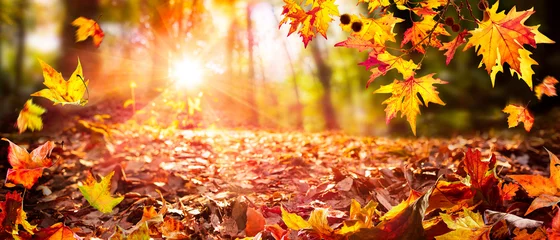Poster Bladeren vallen in onscherp herfstbos met zonlicht © Romolo Tavani