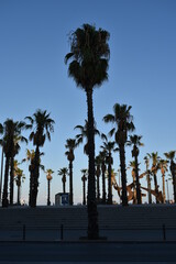 Palmeras al atardecer