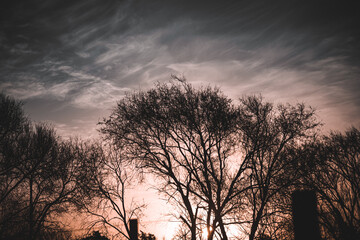 silhouette of a tree