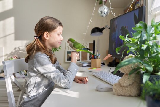 Girl and pet green parrot together at home, child watches video on computer