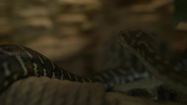 Close up Long Python in Aquarium Looking to Side. Cute Little Children Watch Animals Have Fun Spend Time on Contact Zoo. Happy Family Visit Feeding Wild and Domestic Pets at Home Farm. Nature concept