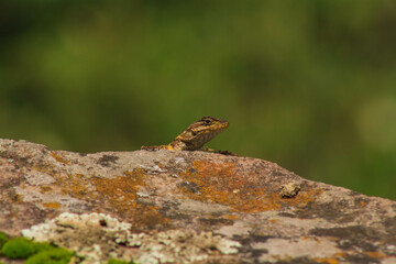 Lagartija Espinosa de Collar (Sceloporus torquatus) - lagartija - lagartija de collar - lagartija curiosa - lagartija sobre una piedra - reptil curioso