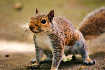A close up of a gray squirrel. 