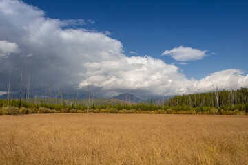Obraz premium Tall grass meadow with forest in background, blue sky white clouds background