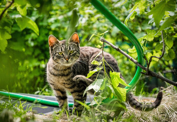Naklejka na ściany i meble Little tabby cat hunting in the garden 