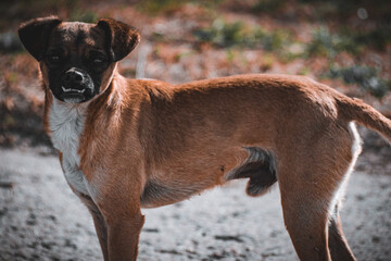 portrait of a dog