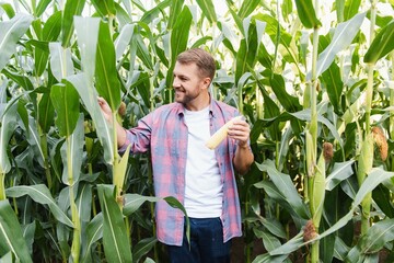 Agronomist holds tablet touch pad computer in the corn field and examining crops before harvesting. Agribusiness concept. Brazilian farm.