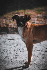 dog on the street