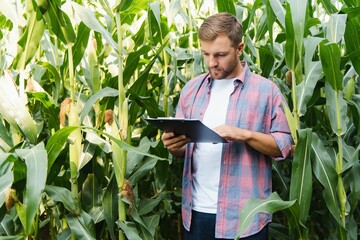 Male farmer checking plants on his farm. Agribusiness concept, agricultural engineer standing in a corn field with a tablet, writes information. Agronomist inspects crops, plants.