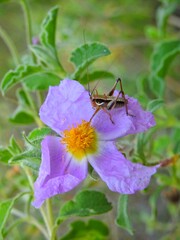 bee on a flower