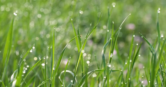 Foreground dew drops on the long green grass in panorama motion