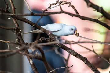 budgerigar