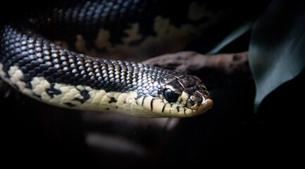 close up of a snake