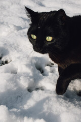 black cat with green eyes in white snow winter 