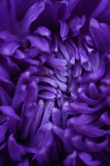 Purple peony-shaped asters, extreme close-up.