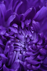 Purple peony-shaped asters, extreme close-up.