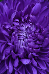 Purple peony-shaped asters, extreme close-up.