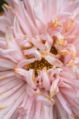 Close-up of a bud of a fading peony-shaped aster.
