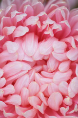 Pink peony-shaped aster extreme close-up.