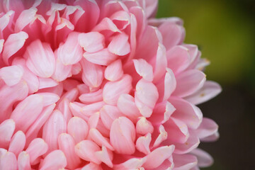 Pink peony-shaped aster extreme close-up.