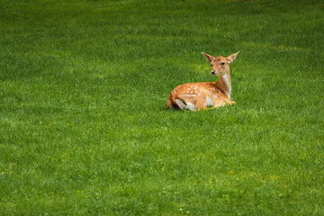 Jelonek Bambi © Dramall